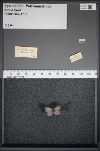 Media type: image;   Entomology 50028